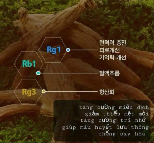 CAO HỒNG SÂM 6T
